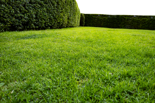 Green tree hedge small and tall hedge with green grass lawn in foreground. Upper part isolated on transparent background for house surrounding - Powered by Adobe