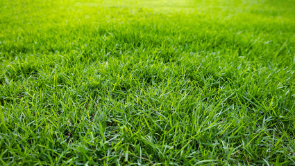 field of green grass with high resolution