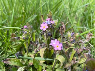Delicate Pink Wildflowers flourish amidst vibrant Green Grass in a picturesque meadow setting