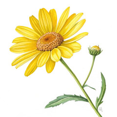 Fototapeta premium yellow daisy isolated on white