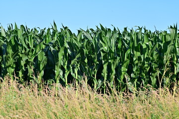 Corn Field