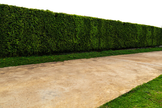 Green tree hedge small and tall hedge with  with textured concrete floor in foreground. Upper part isolated on transparent background