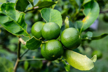 Bushy green lime lemon fruits on tree