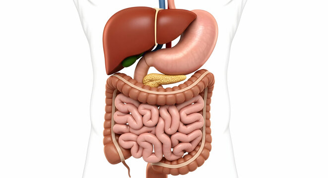 Digestive System Anatomy: Illustration of Human Internal Organs