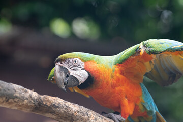 羽を広げてアピールするコンゴウインコ