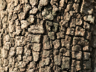 2月の樹皮 2025/2/28