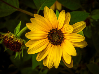 Single sunflower glowing in the late afternoon sun