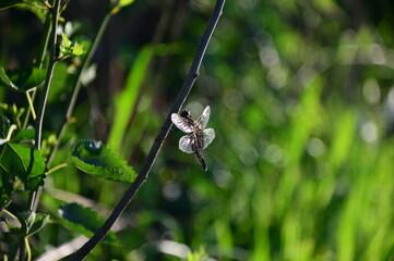 Dragonfly