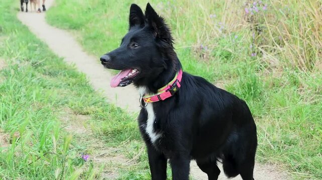 perro negro corriendo por un camino en el parque