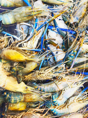 Closeup river shrimp in the marke