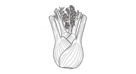 Detailed line drawing of fennel bulb