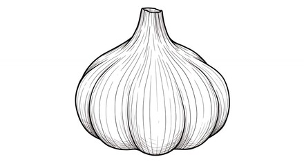 Garlic bulb line drawing