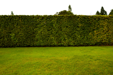 Green tree hedge small and tall hedge with green grass lawn in foreground. Upper part isolated on transparent background for house surrounding