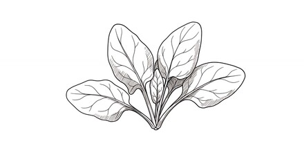 Spinach leaves line drawing graphic illustration