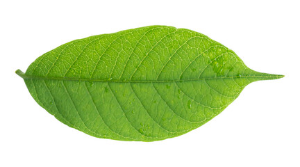Obraz premium Green leaf isolated on transparent background, PNG Format
