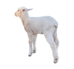 Obraz premium young sheep isolated on transparent background, PNG Format
