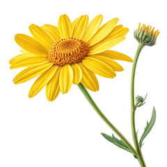 Naklejka premium yellow chrysanthemum isolated on white background