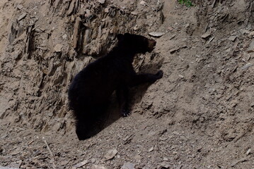 black bear cub, Climbing, Canadian Rockies, Canada, Banff Alberta,  © Peter