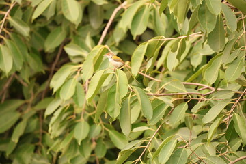 Obraz premium Tailor bird