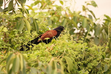 Greater coucal