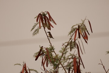 Little bird on a plant