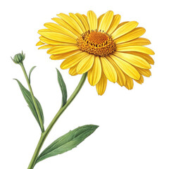 Naklejka premium yellow chrysanthemum isolated on white background