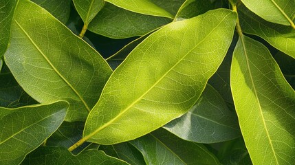 Green and yellow leaves with a mix of sunlight and shadow, creating a vibrant and natural scene.