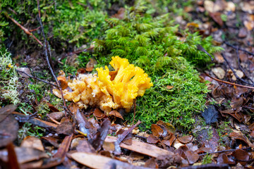 Yellowy and green fungi on forest floor amongst leaf litter, Cradle Mountain - Lake St Clair...