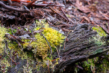Yellowy-green fungi on fallen timber on the forest floor, Cradle Mountain - Lake St Clair National...