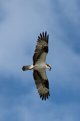 Obraz premium osprey in flight