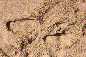 Texture of sandy beach as background, top view