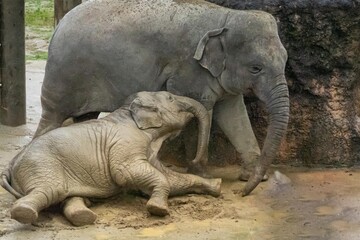 Fototapeta premium どろんこになって戯れる親子像