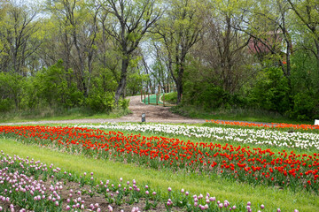 tulip field in spring