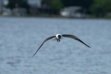 seagull in flight
