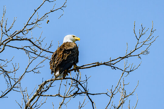 Bald eagle perched on branch