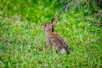 Peter cottontail in the grass