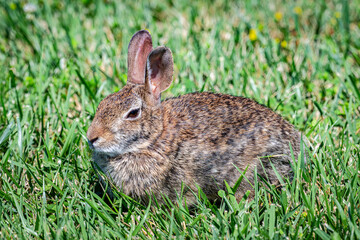 Bunny rabbit in the grass