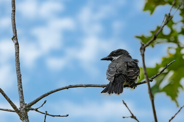 Eastern Kingbird on branch