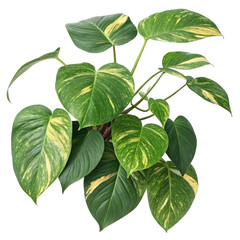 green plant isolated on white background
