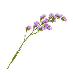 Fototapeta premium Single stem of light purple statice flowers isolated on transparent background