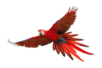 Colorful flying Scarlet Macaw parrot isolated on transparent background png file	