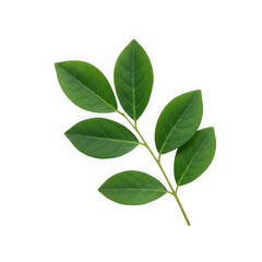 Obraz premium Vibrant green leaf sprig isolated on transparent background