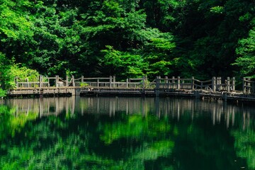 Obraz premium 池に移り込む新緑の紅葉