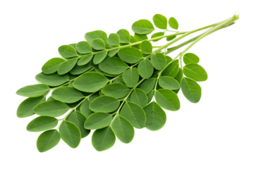 Moringa leaves isolated on transparent background