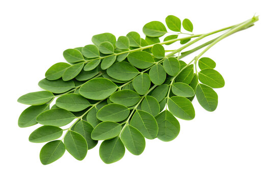 Moringa leaves isolated on transparent background