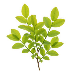 Fototapeta premium Vibrant green blueberry sprig with lush leaves isolated on transparent background