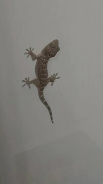 Tokay gecko or Gekko gecko also known as Tokek are nocturnal,arboreal lizard sticking to the wall with flying termites flying around