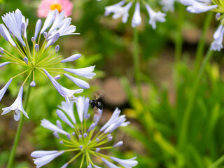 アガパンサスの花とクマバチ