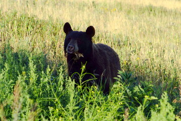 Black bear in the grass, Black bear, Canadian Rockies, Canada, Banff Alberta