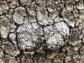 2月の樹皮 2025/2/25